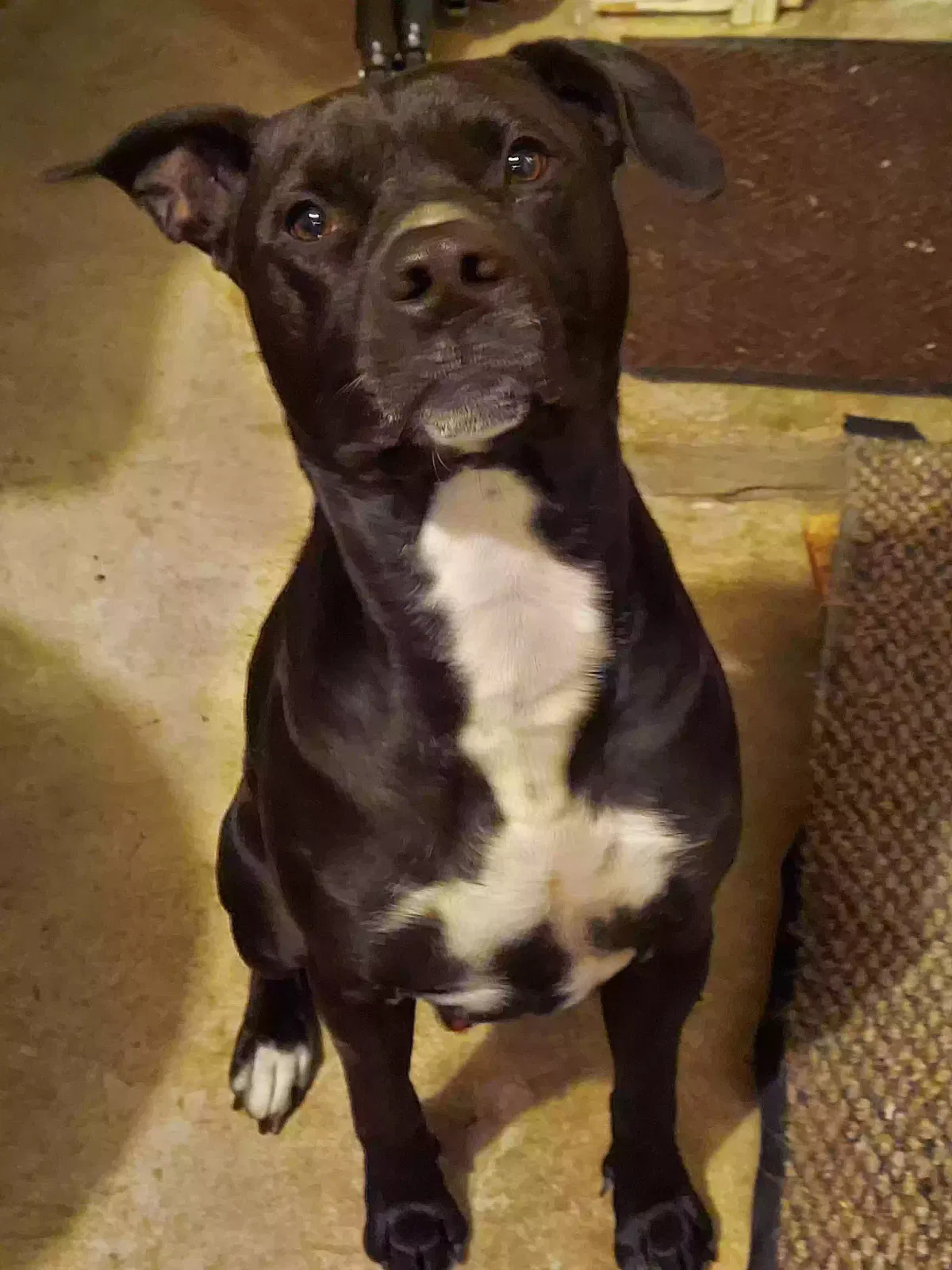 Found dog in Houston, TX, 77095