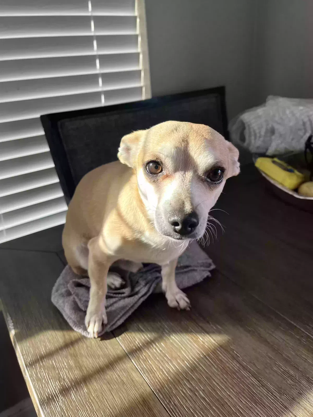Lost dog in Fort Worth, TX, 76134