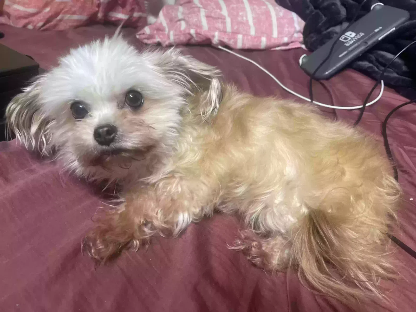 Lost dog in Daly City, CA, 94014