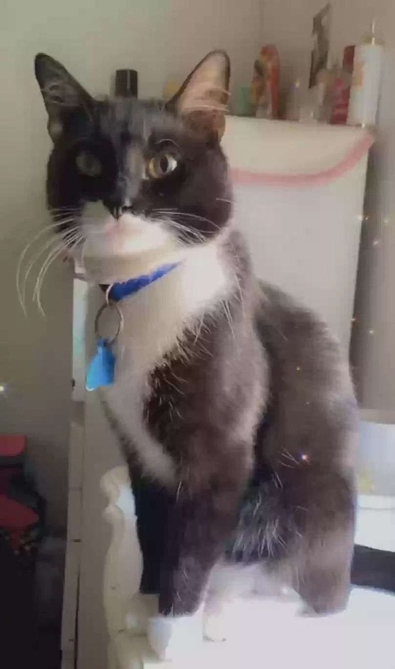 Lost cat in Brighton, CO, 80603