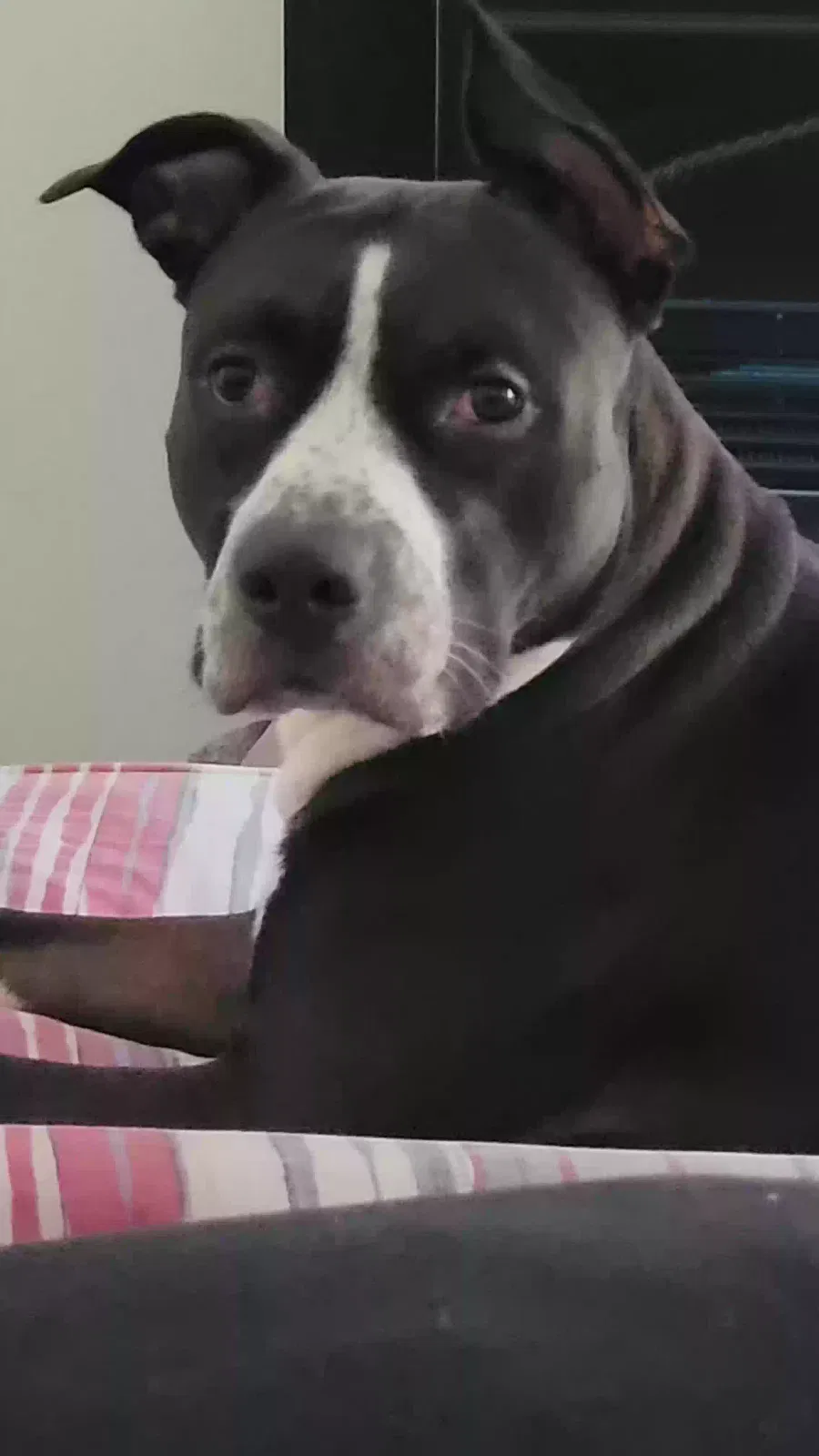 Lost dog in Camden, NJ, 8104