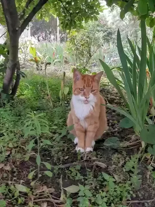 Lost cat in Toledo, OH, 43607