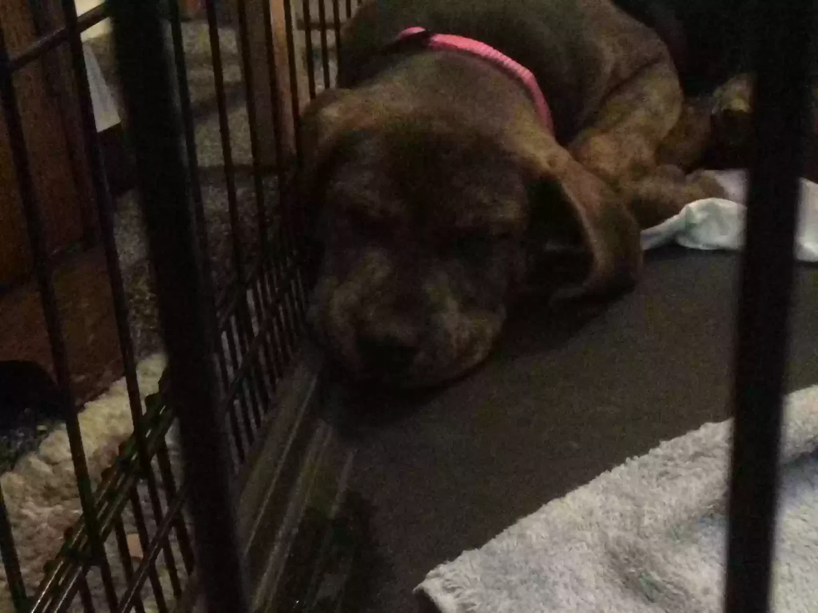 Found dog in Las Cruces, NM, 88001