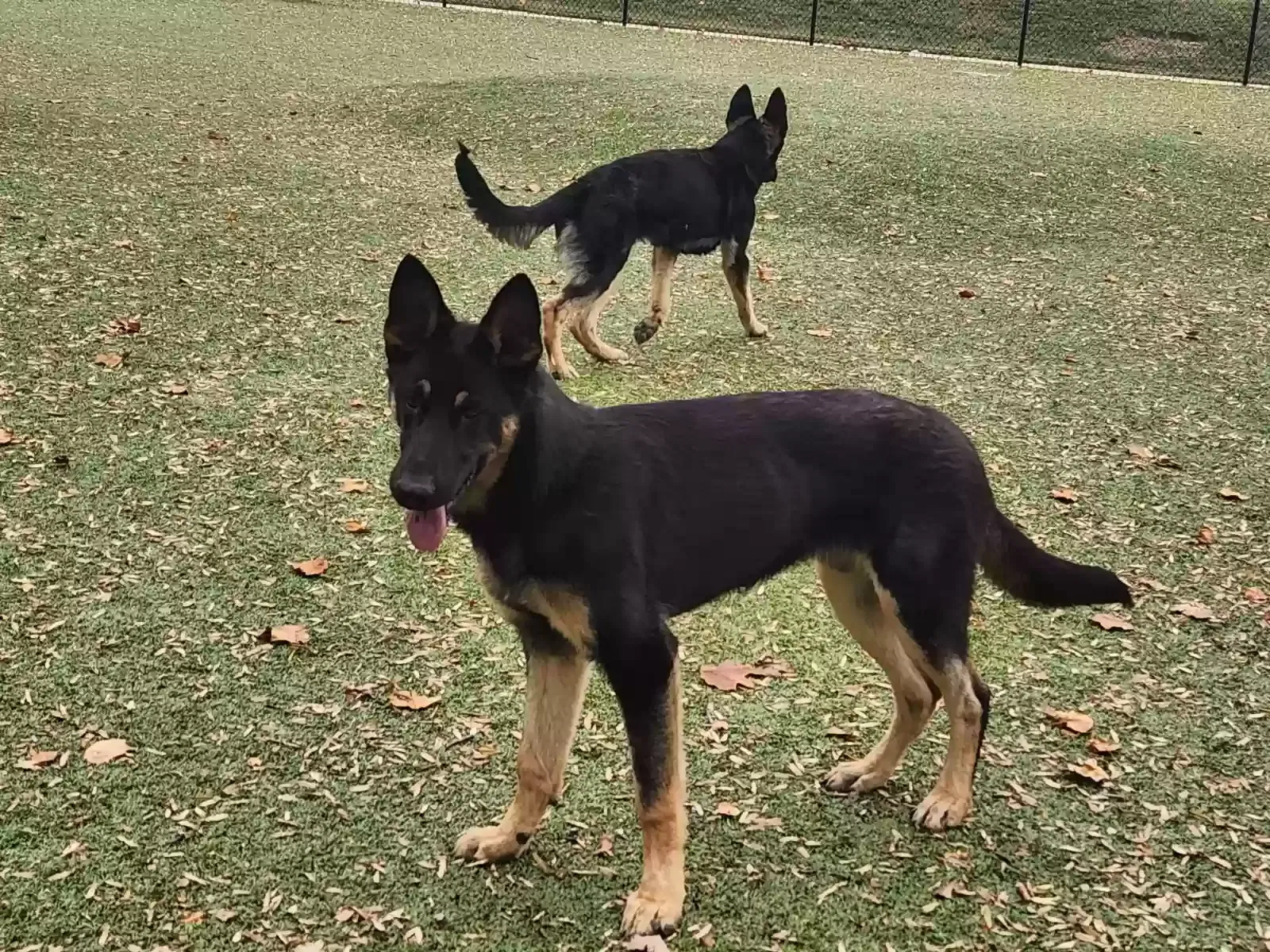 Lost dog in Capitol Heights, MD, 20743