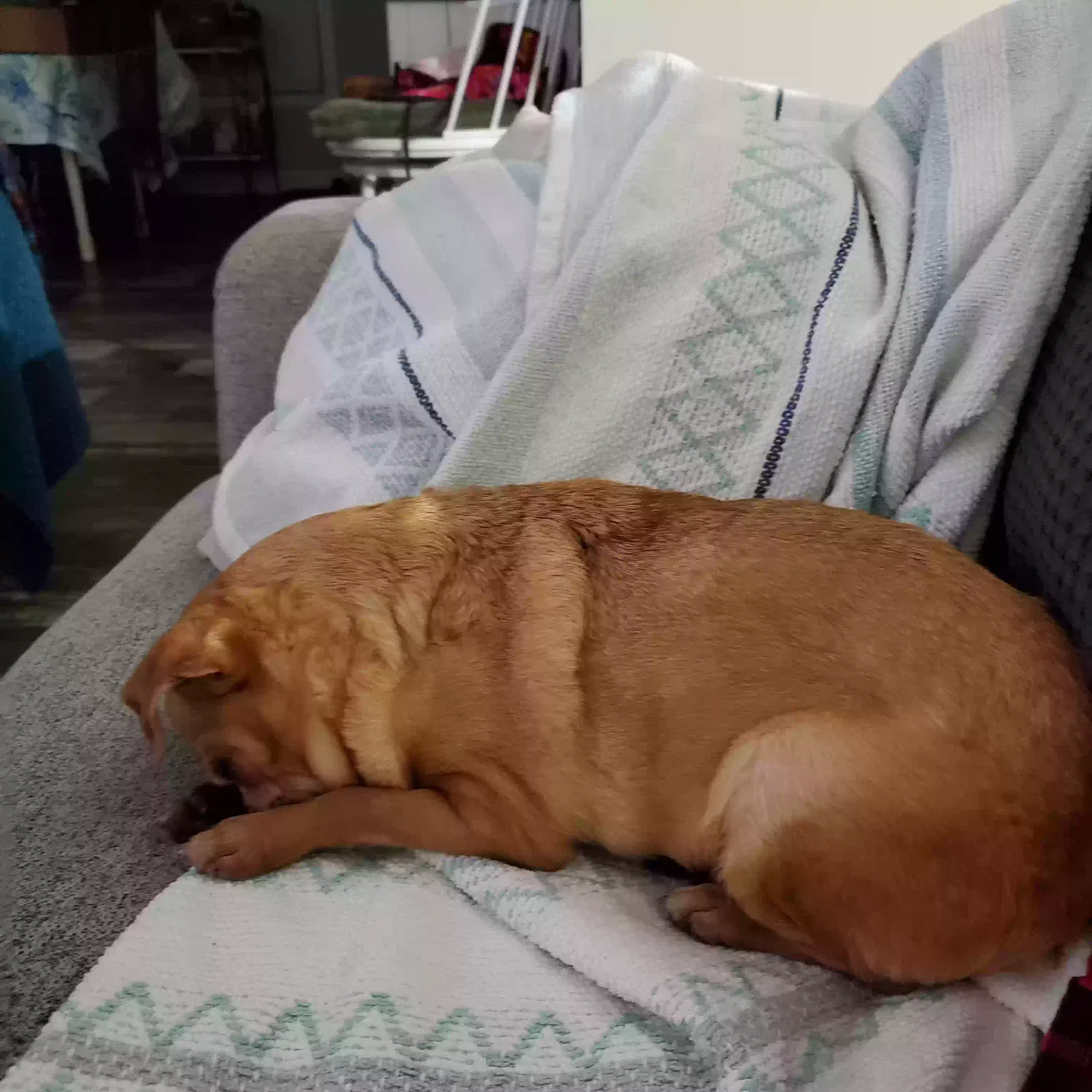 Found dog in Natalia, TX, 78059