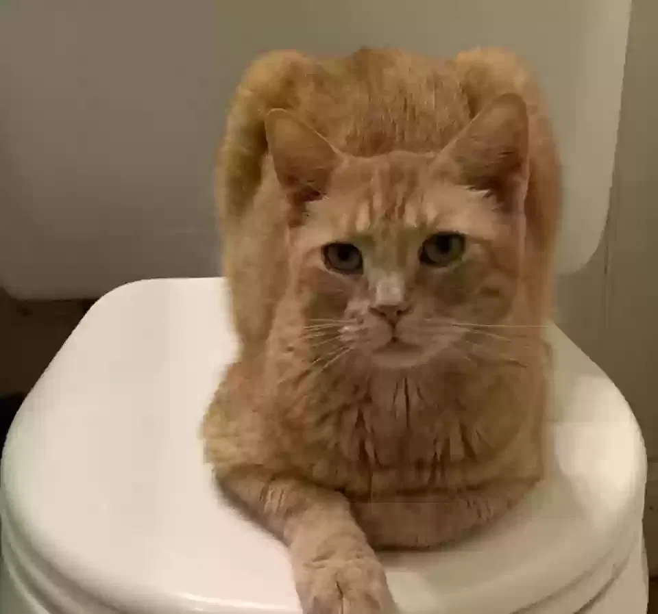 Lost cat in Fairdale, KY, 40118