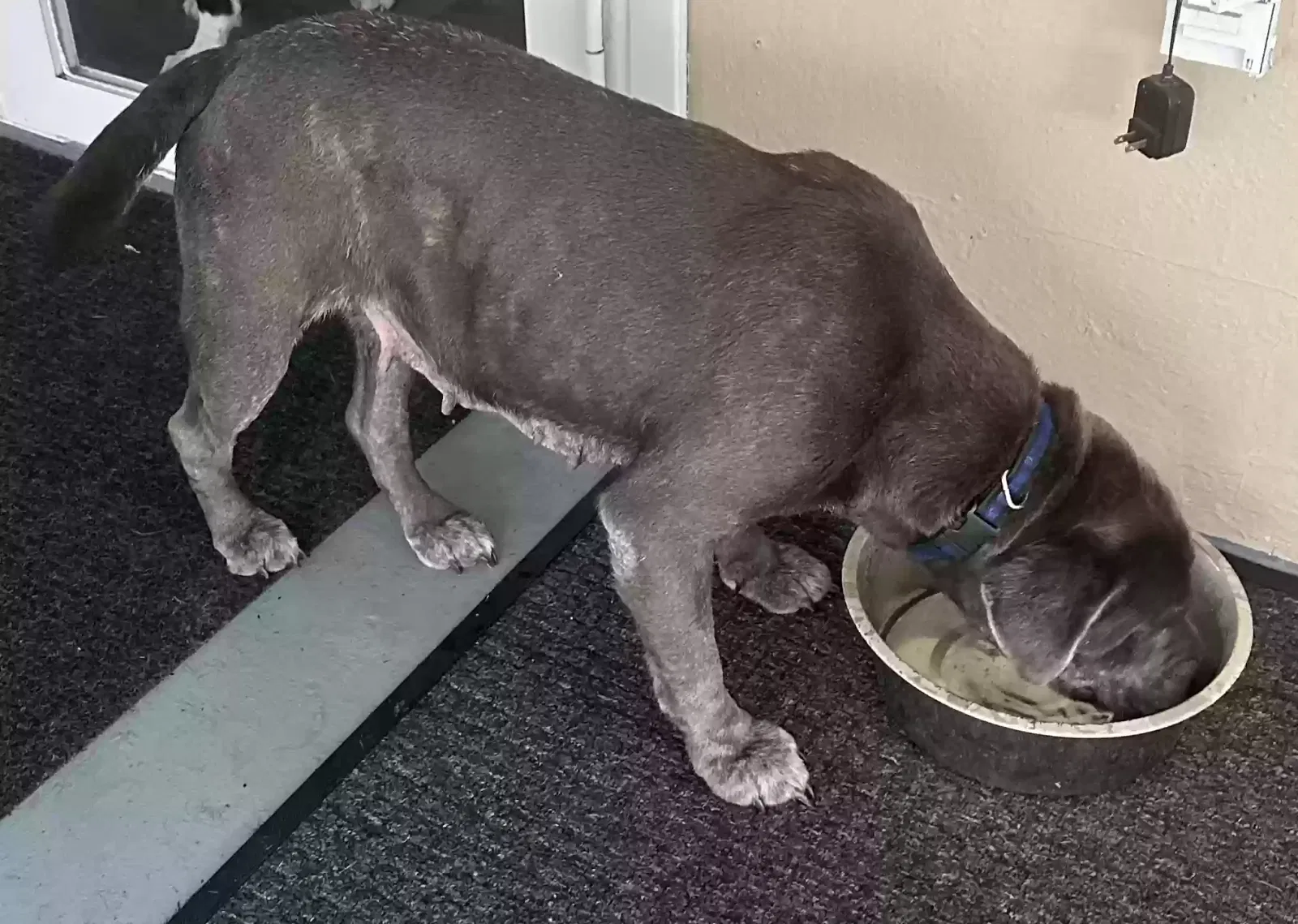Found dog in New Port Richey, FL, 34652