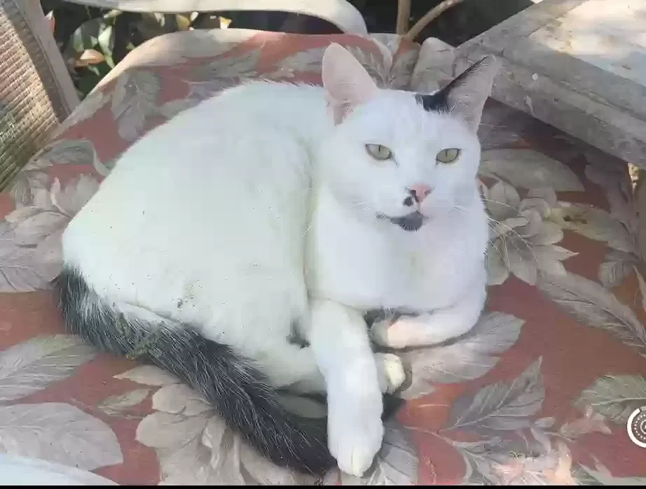 Lost cat in Rio Linda, CA, 95673