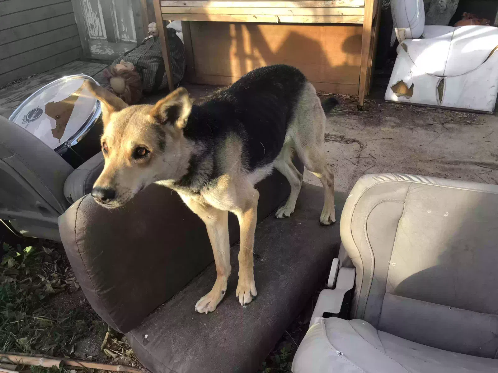 Found dog in Victorville, CA, 92392