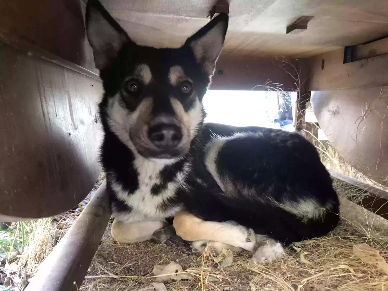 Found dog in Victorville, CA, 92392