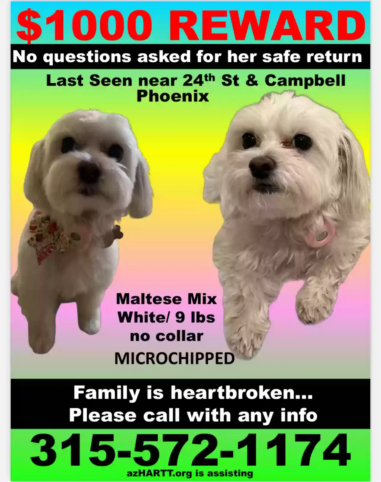Lost dog in Phoenix, AZ, 85016