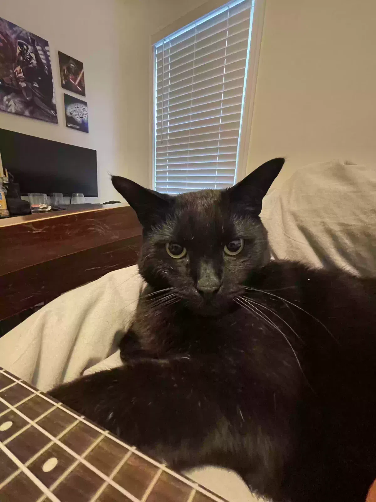 Lost cat in Chattanooga, TN, 37415
