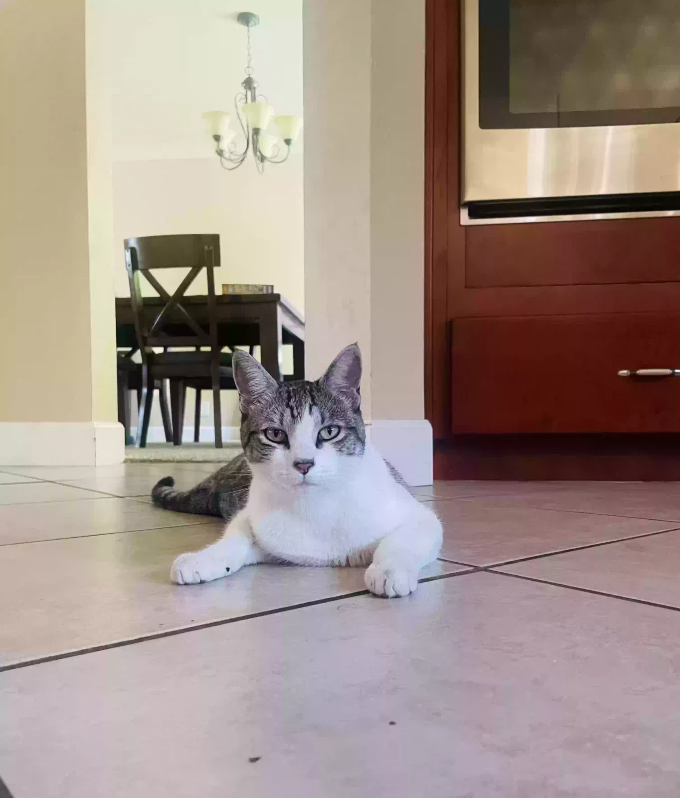 Lost cat in Folsom, CA, 95630