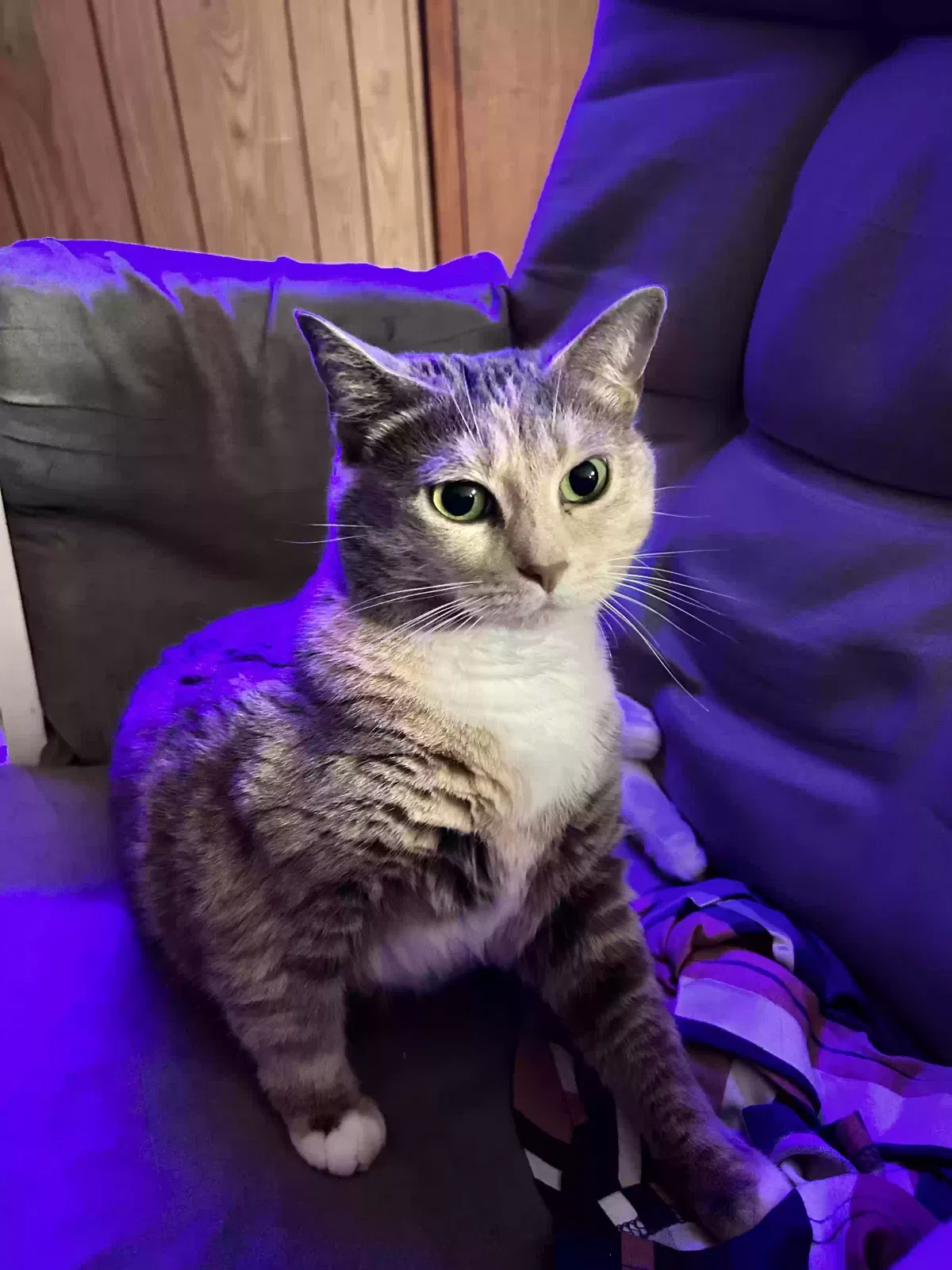 Lost cat in Morganton, NC, 28655