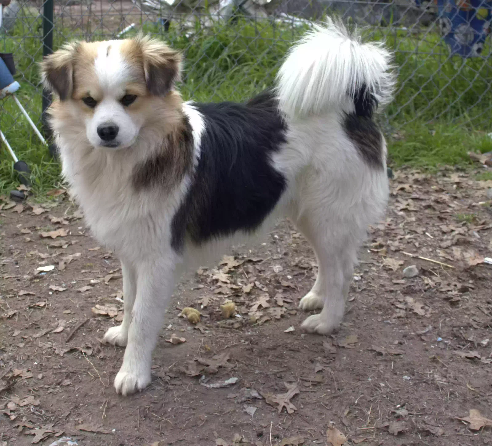 Found dog in Fort Worth, TX, 76114