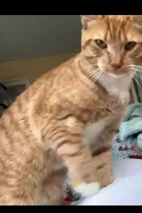 Lost cat in Union City, CA, 94587