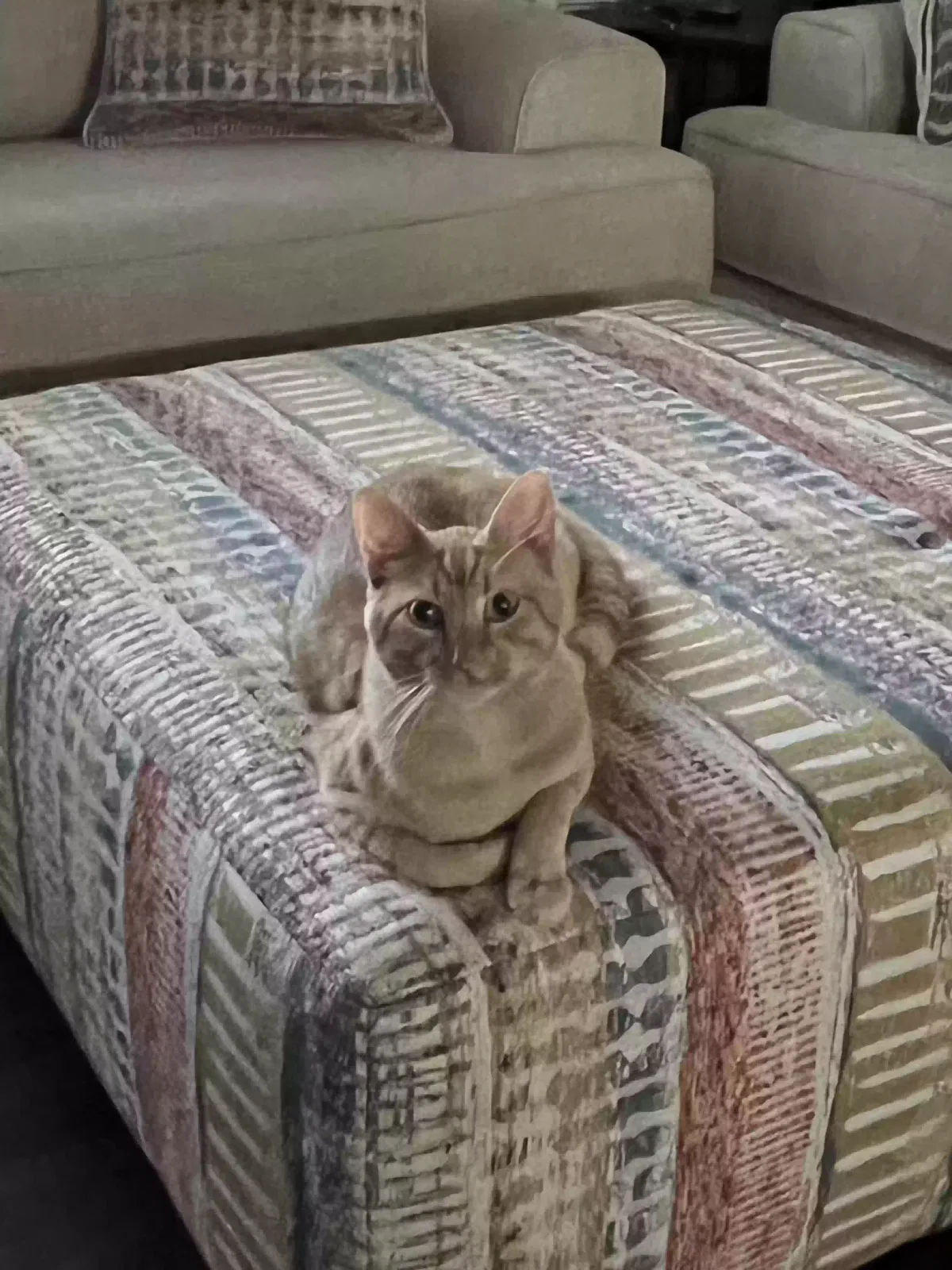 Lost cat in Little Rock, AR, 72211