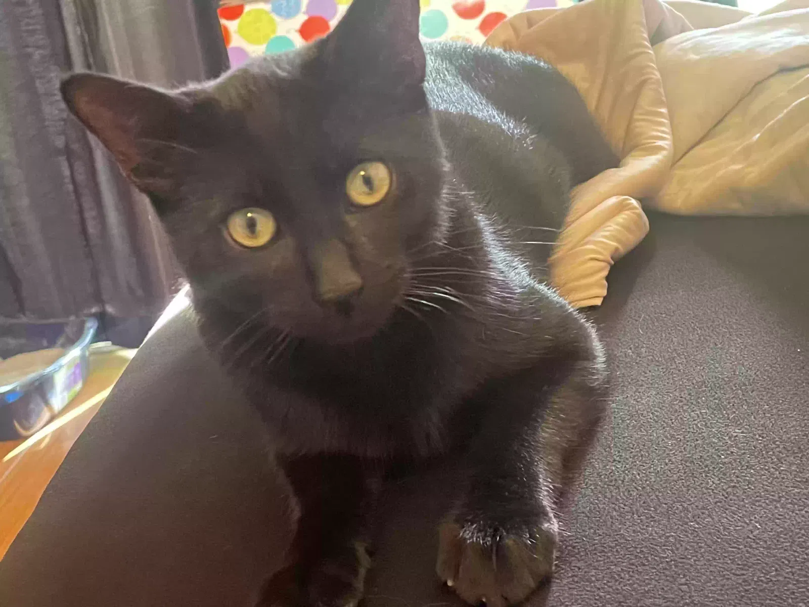 Lost cat in Alhambra, CA, 91801