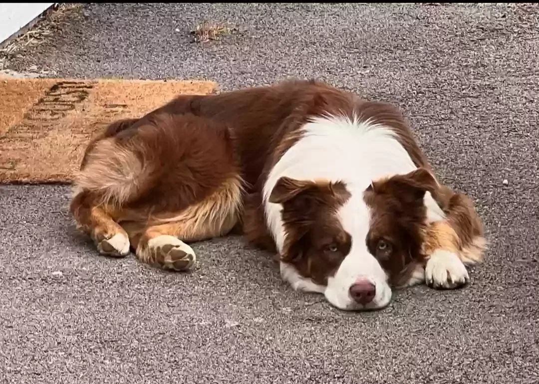 Lost dog in Rutledge, TN, 37861