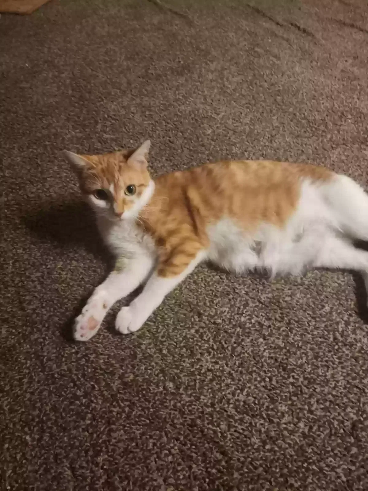 Lost cat in Framingham, MA, 1702