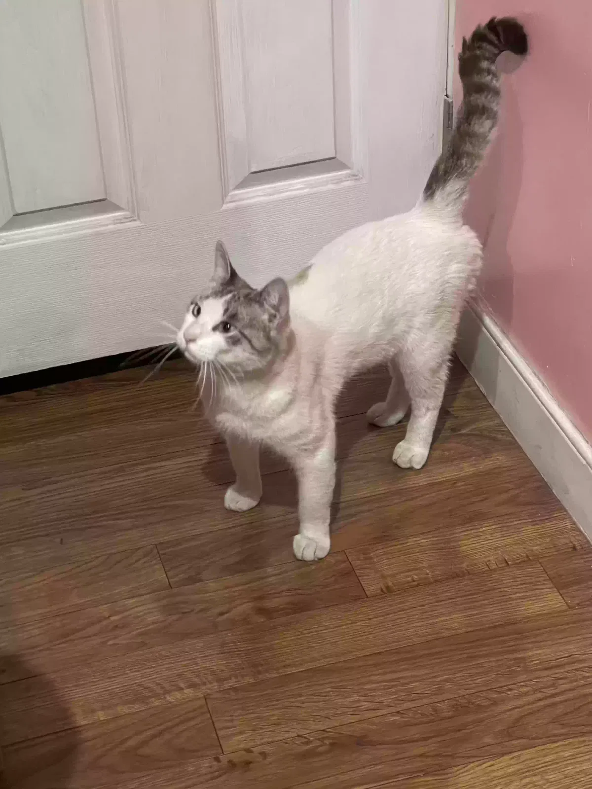 Lost cat in Los Angeles, CA, 90063