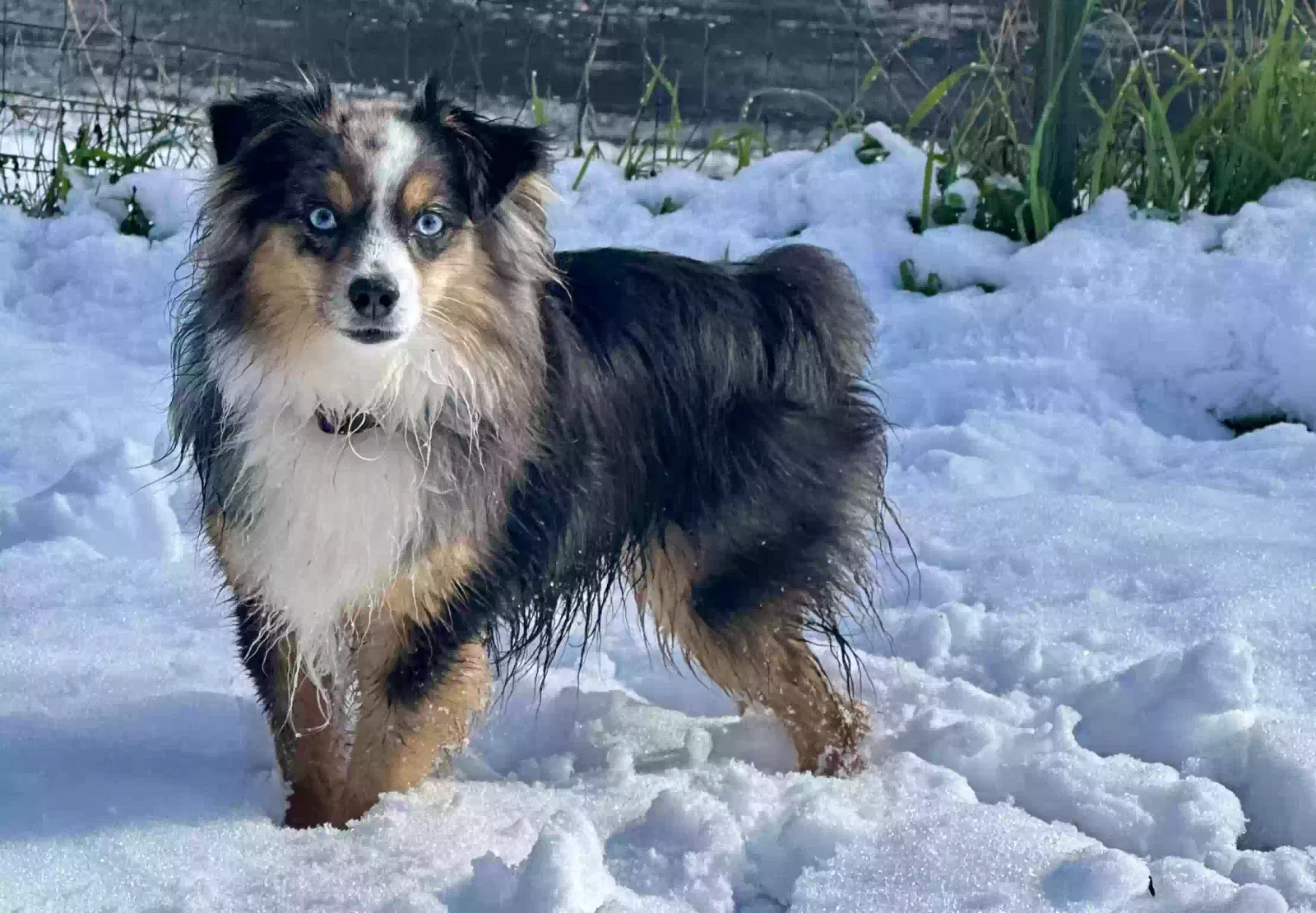 Lost dog in Ashland, OR, 97520