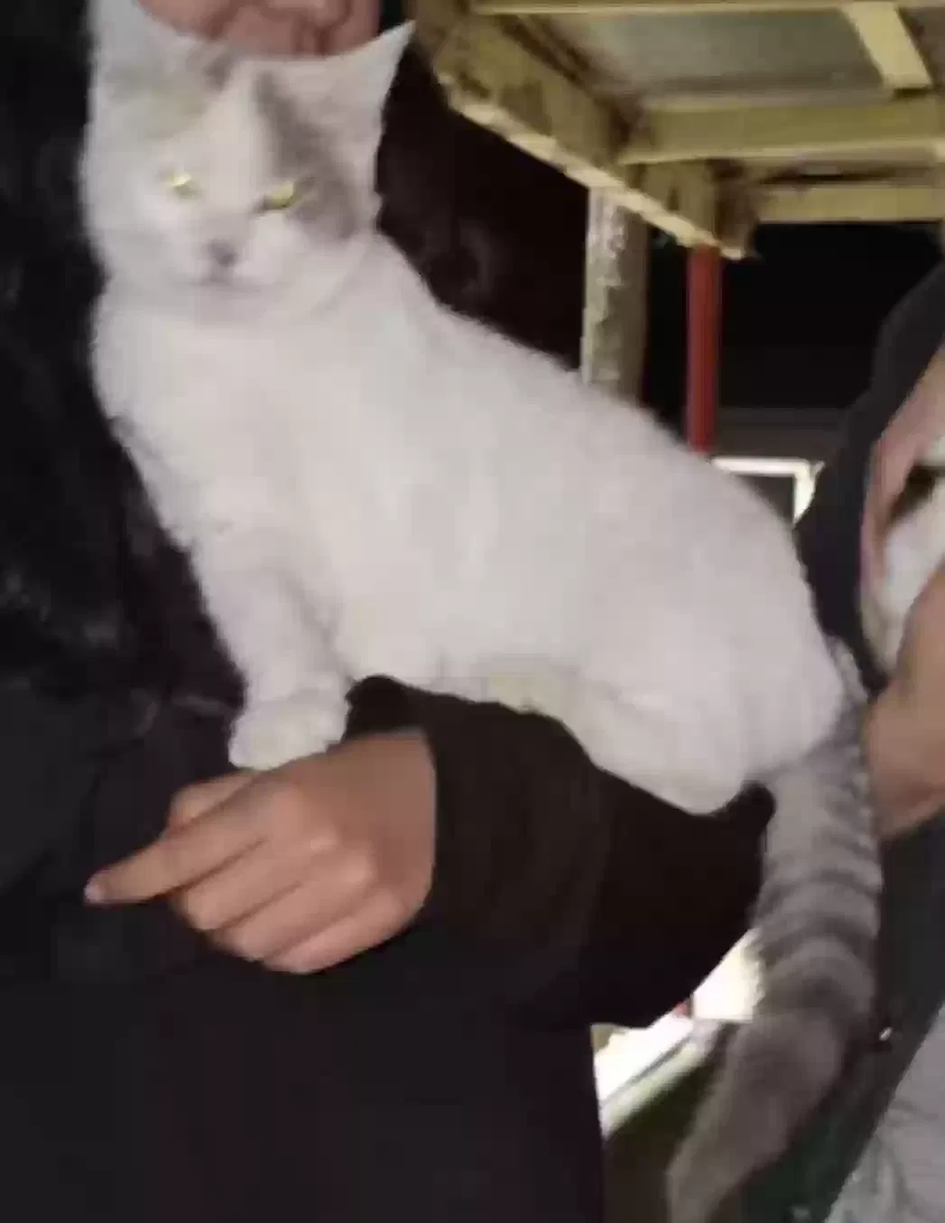 Lost cat in Compton, CA, 90222