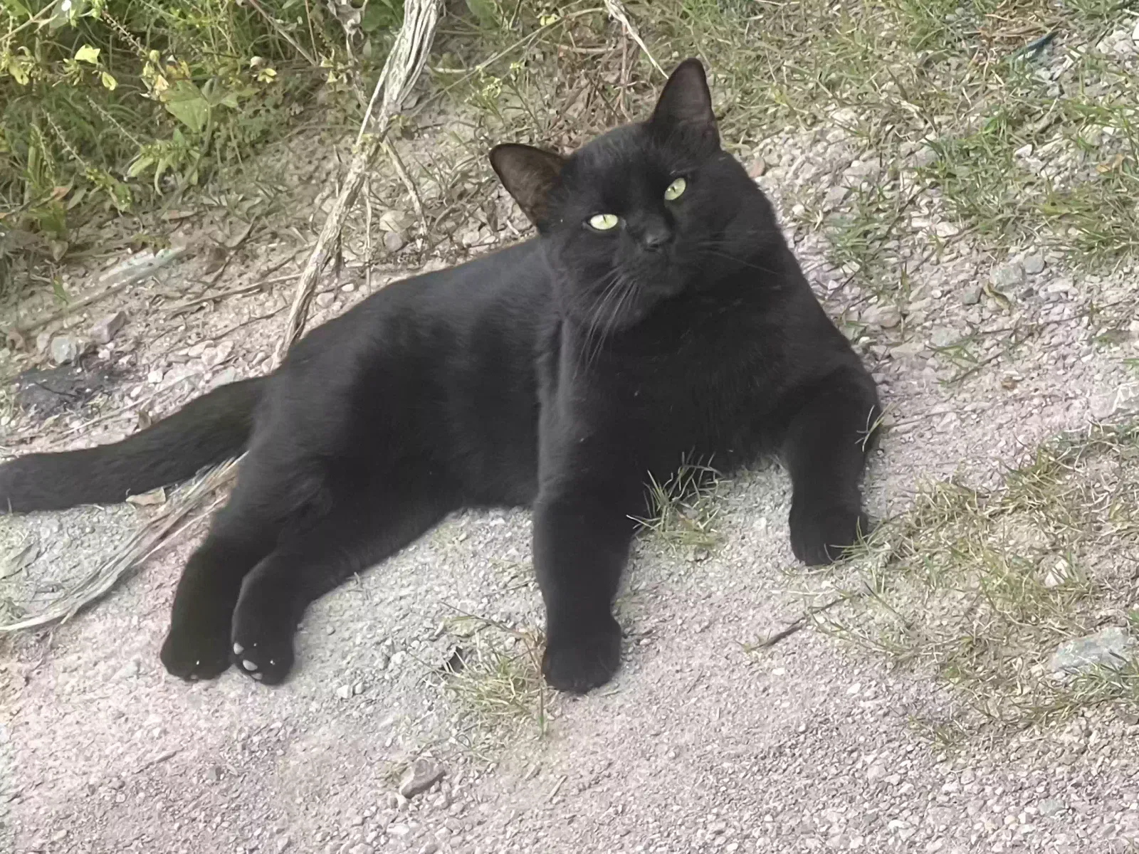 Lost cat in Unknown, LA, 78529