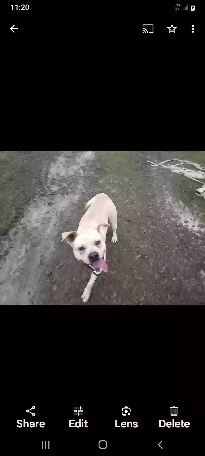 Lost dog in Lucedale, MS, 39452