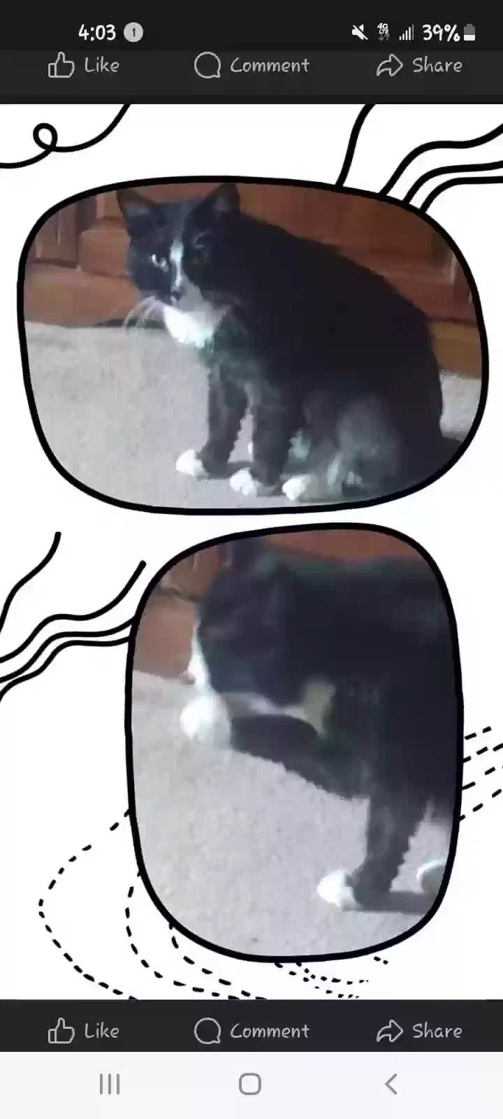 Lost cat in Chapin, IL, 62628