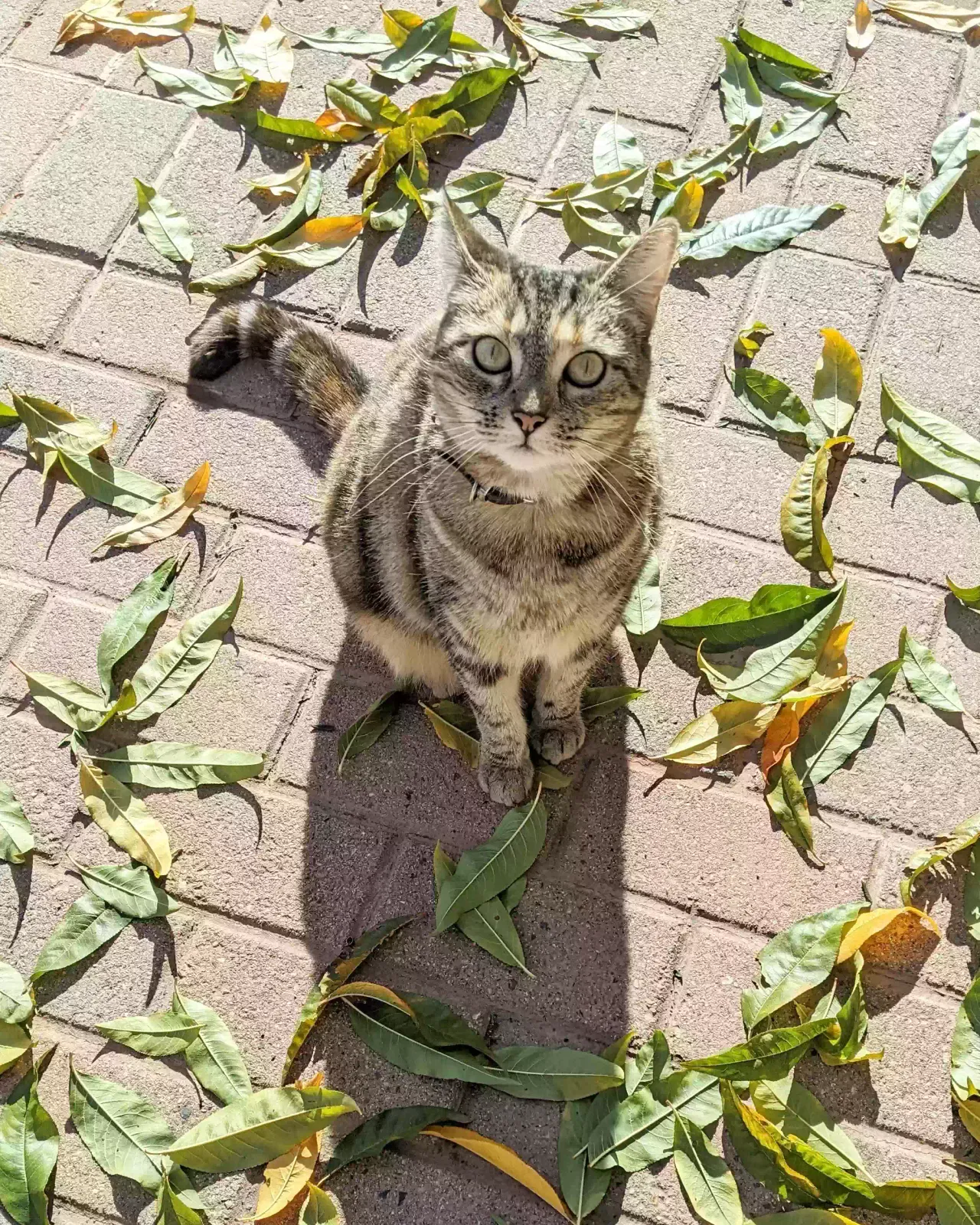 Lost cat in Lakewood, CA, 90713