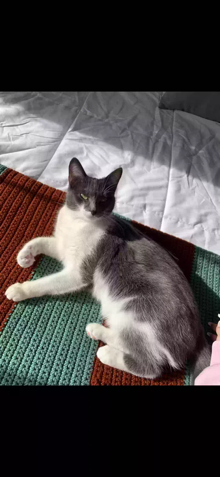 Lost cat in Murrieta, CA, 92562
