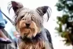 Lost dog in Bakersfield, CA, 93307