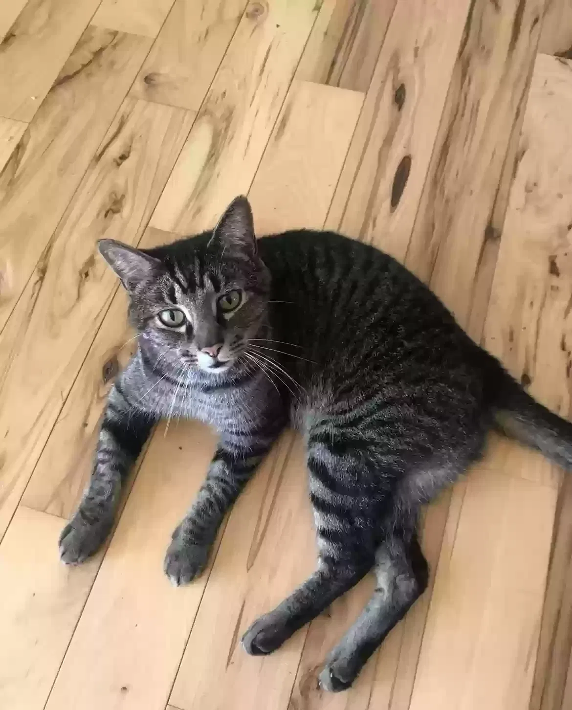 Lost cat in Knoxville, TN, 37938