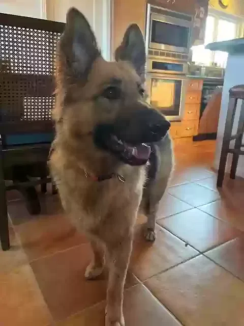 Found dog in Atherton, CA, 94027
