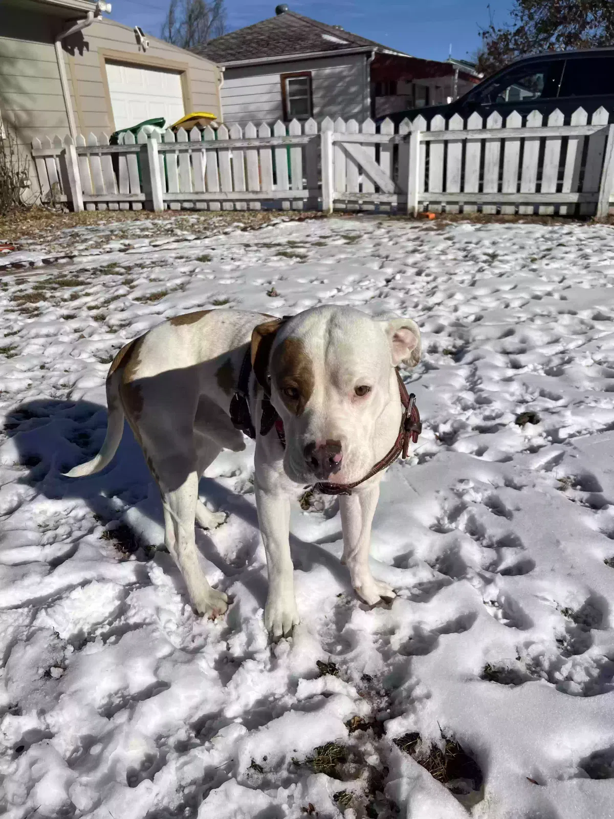 Found dog in Aurora, CO, 80010