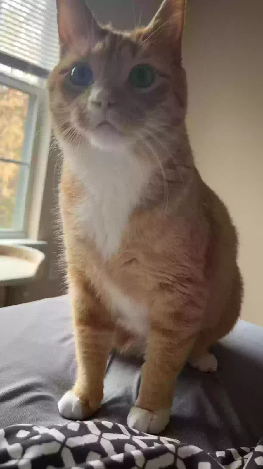 Lost cat in Birmingham, AL, 35244