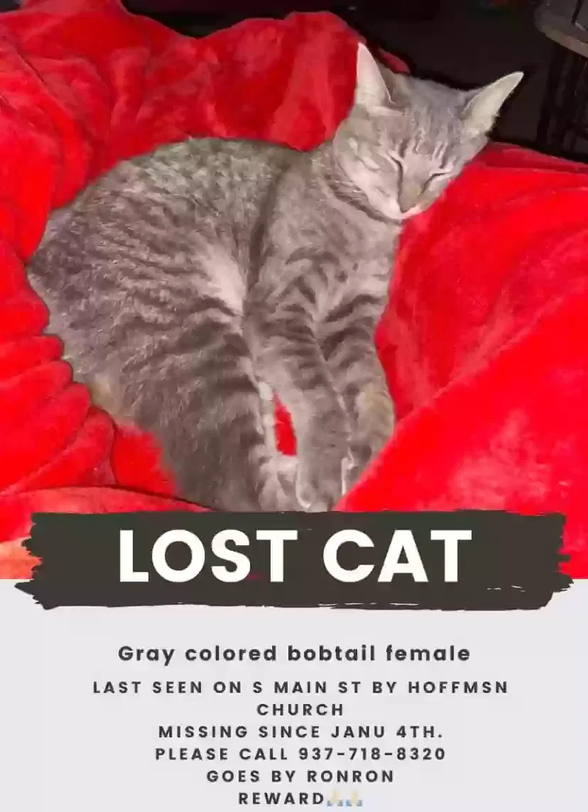 Lost cat in West Milton, OH, 45383