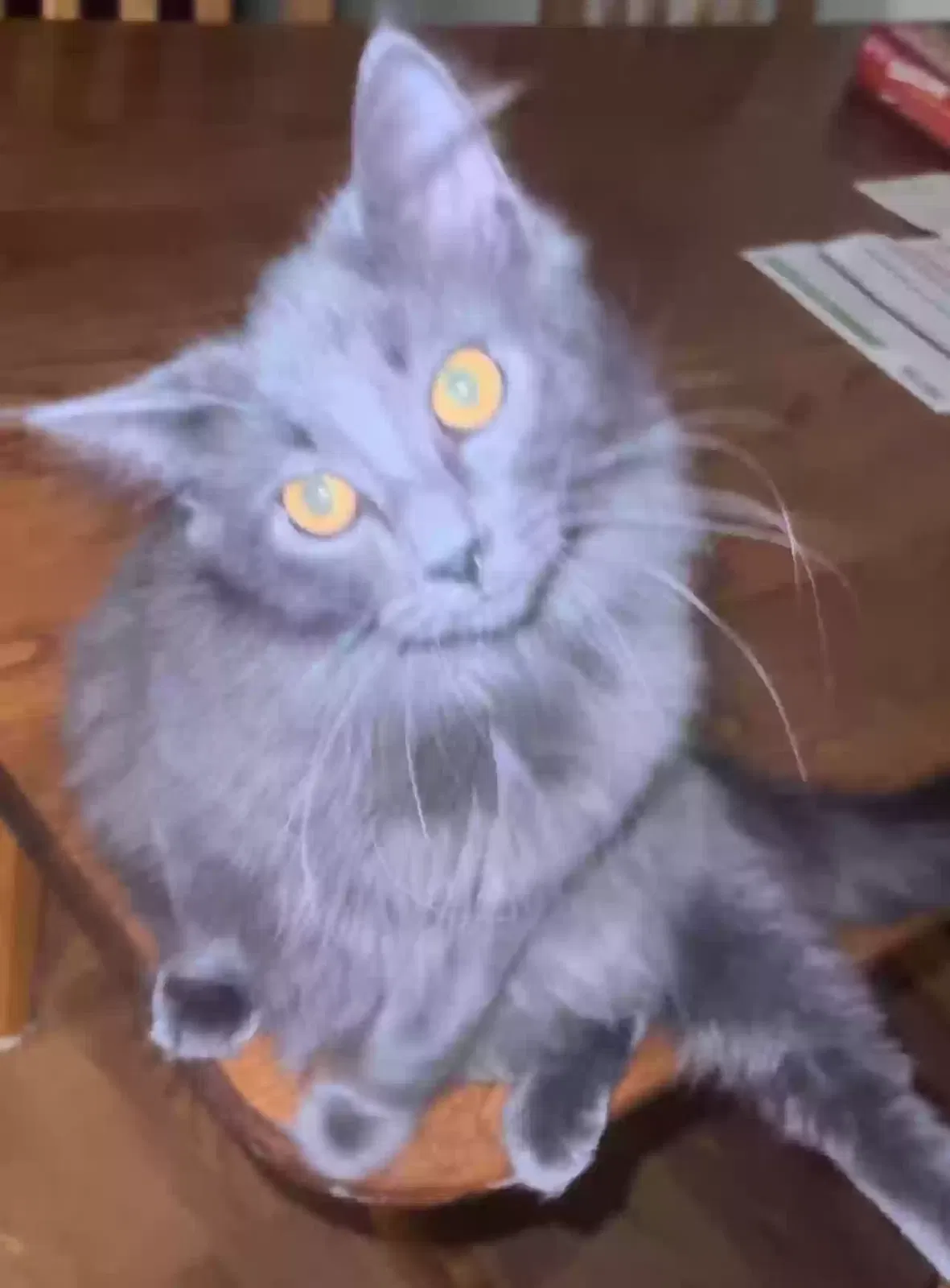 Lost cat in Hicksville, OH, 43526
