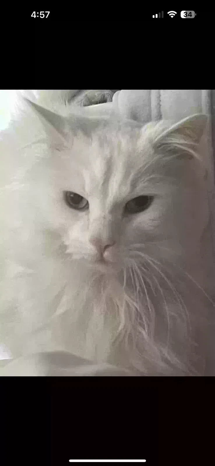 Lost cat in Merchantville, NJ, 8109