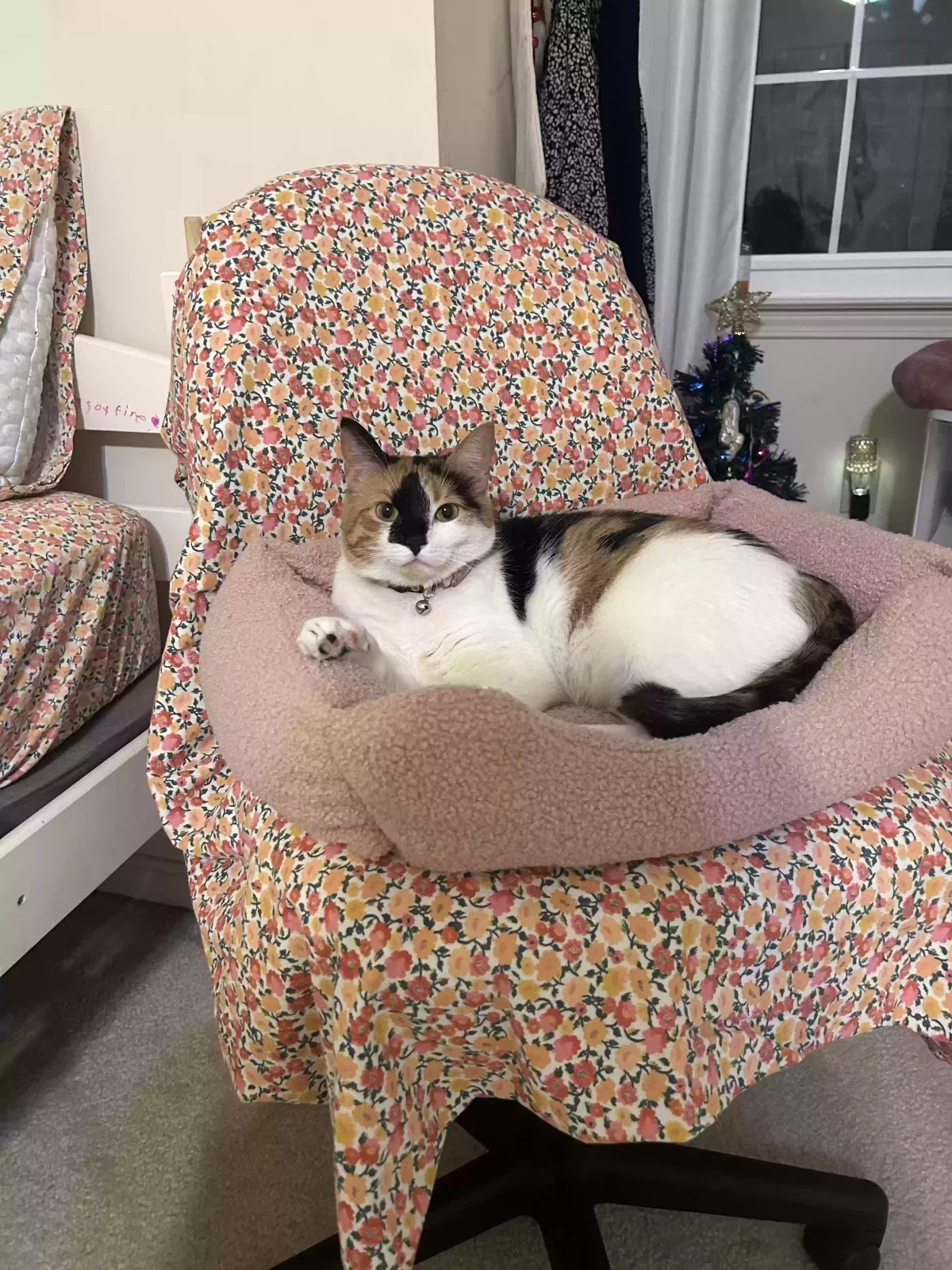 Lost cat in Louisville, KY, 40272