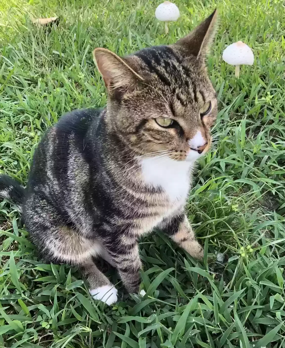 Lost cat in Palm Bay, FL, 32907