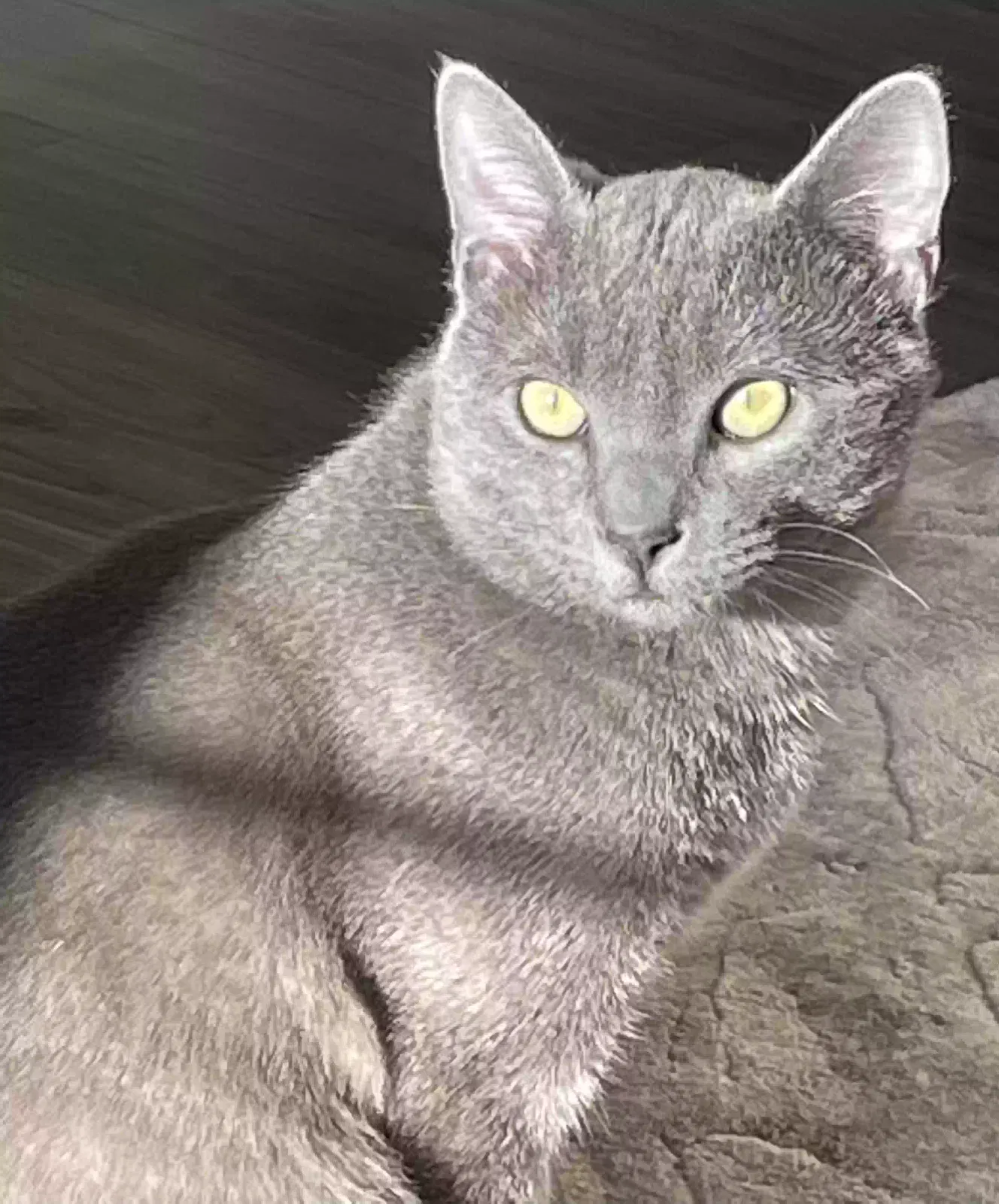 Lost cat in Madison, OH, 44057