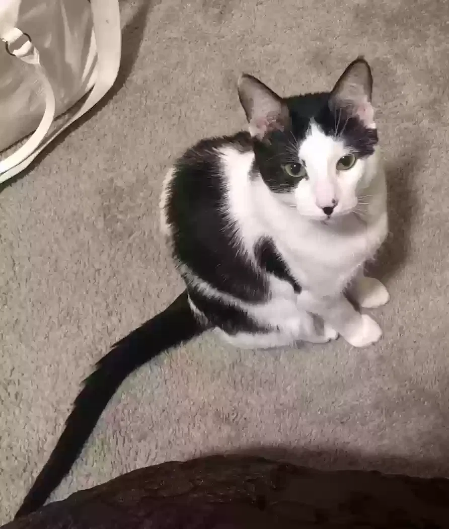 Lost cat in Provo, UT, 84604