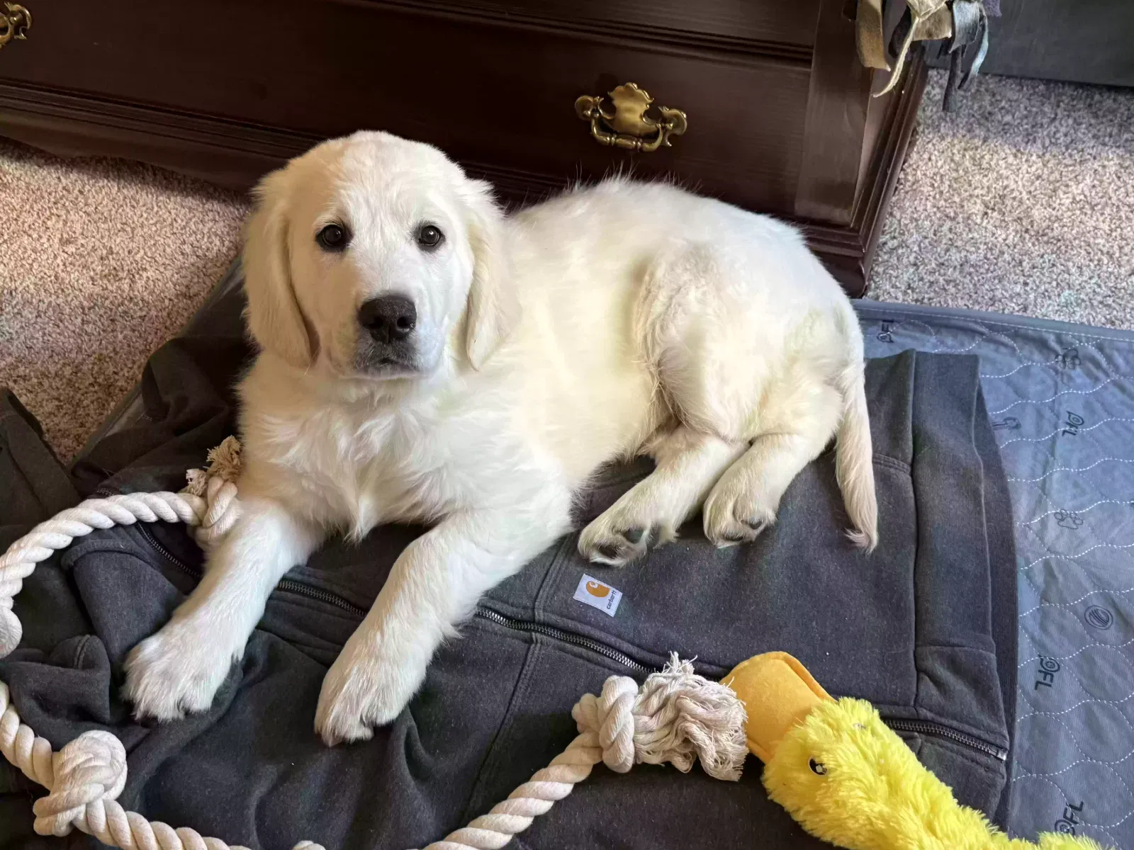 Lost dog in Fort Worth, TX, 76120