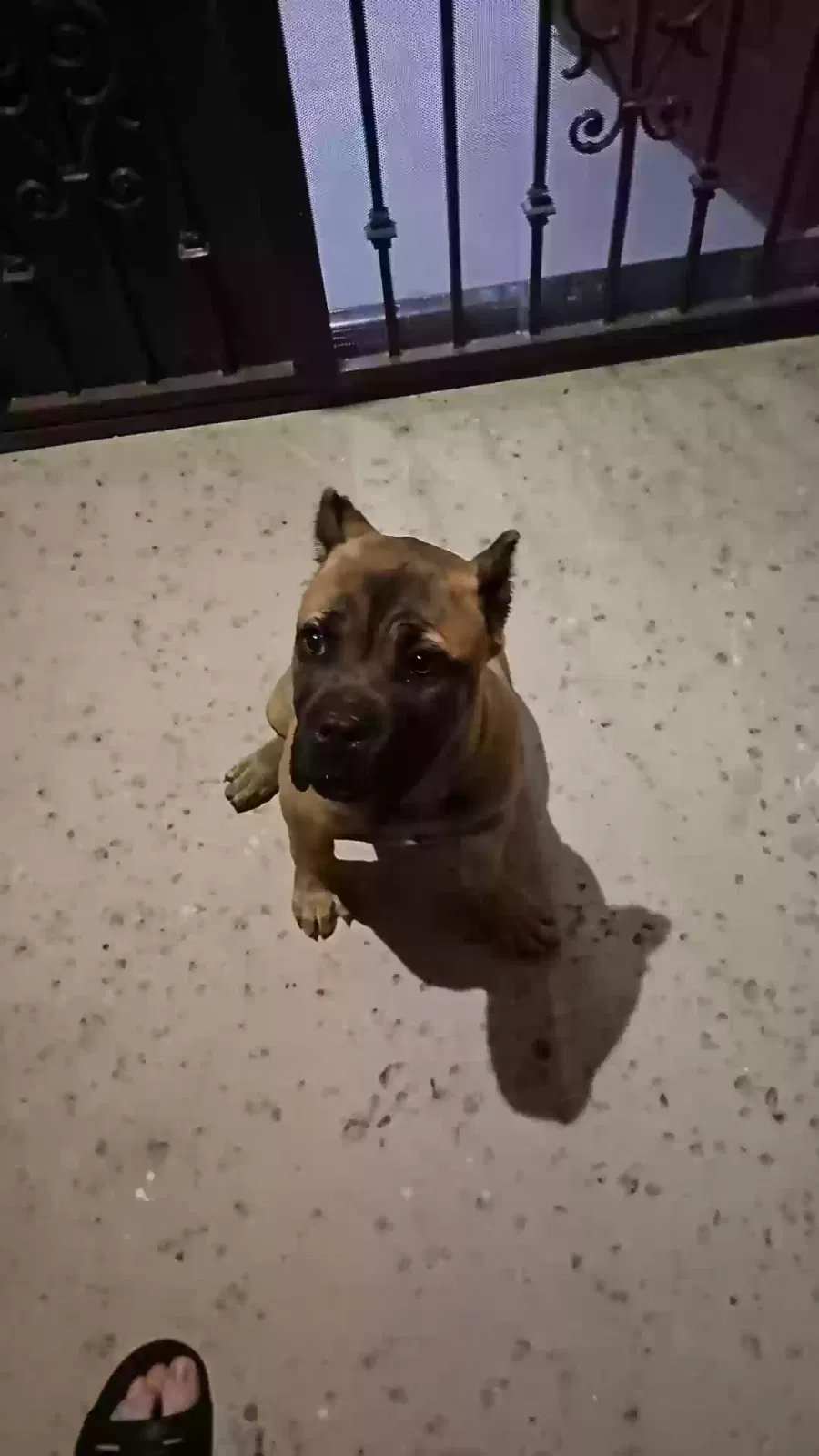 Found dog in Hacienda Heights, CA, 91745