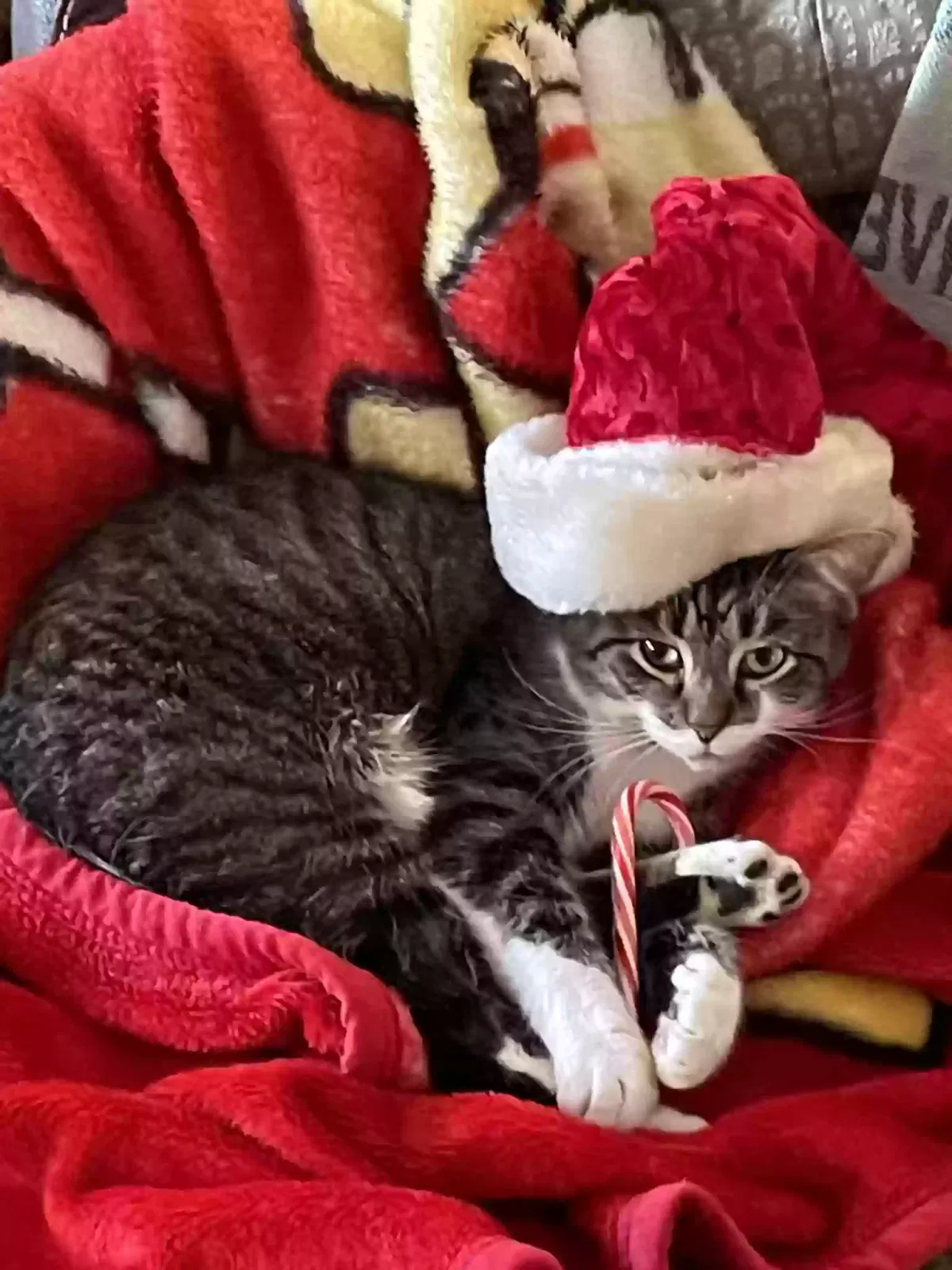 Lost cat in Marion, OH, 43302