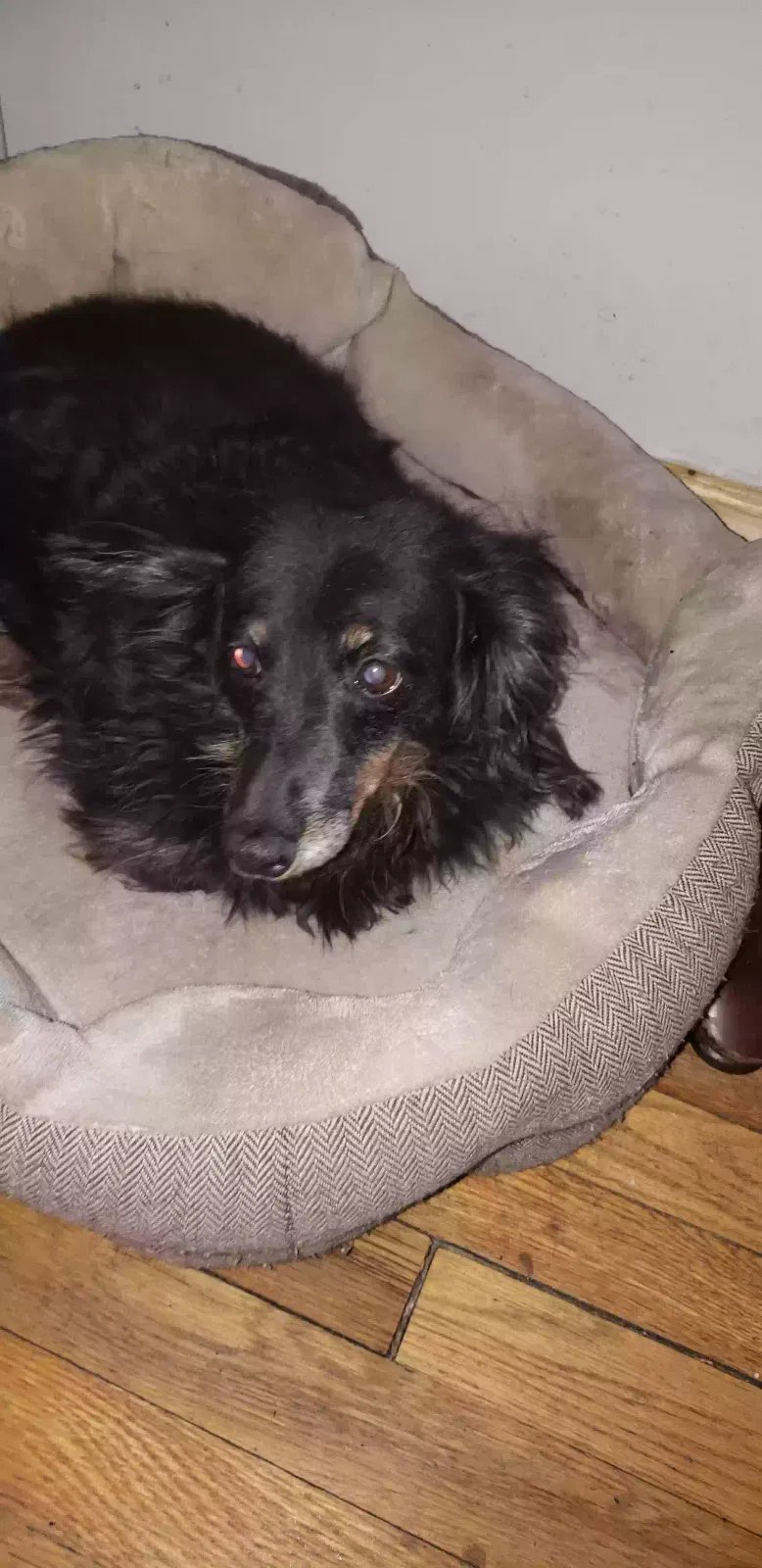 Lost dog in Chicago, IL, 60625