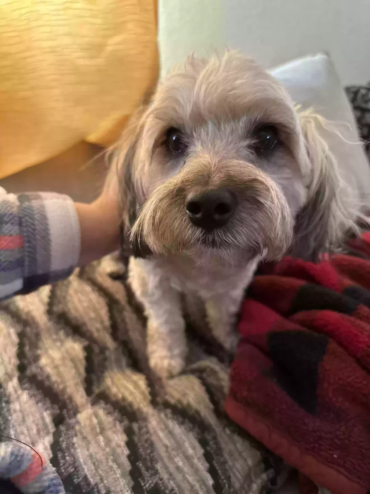 Lost dog in Las Vegas, NV, 89156