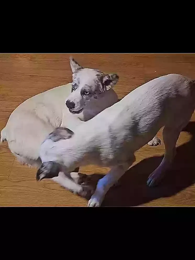 Lost dog in Four Oaks, NC, 27524